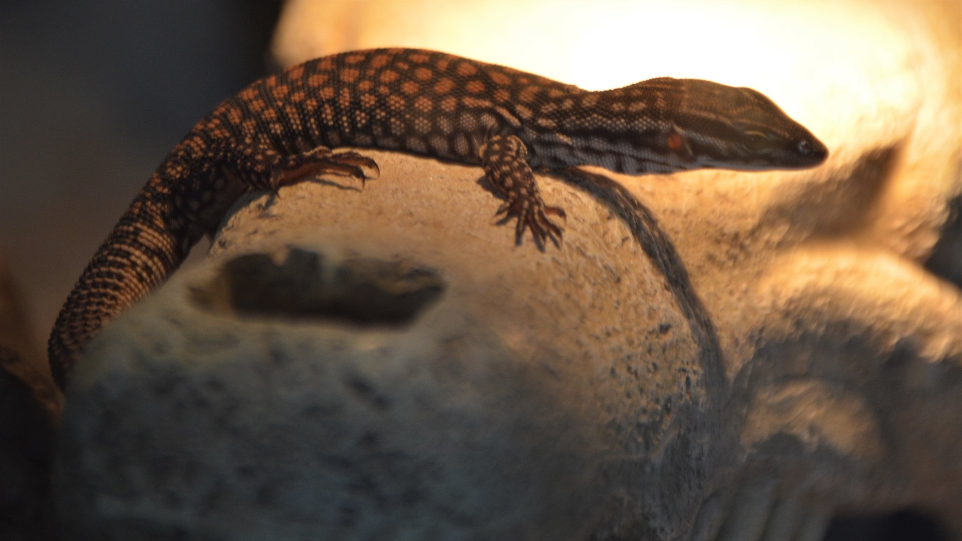 Varanus kingorum