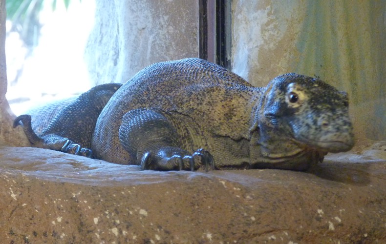 Varanus Komodoensis 3 (22-7-17 Faunia)