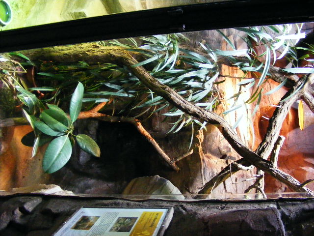 Varanus komodoensis Akva Tera