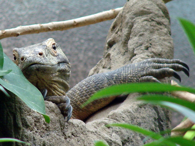 Varanus komodoensis / Komodo dragon (male)