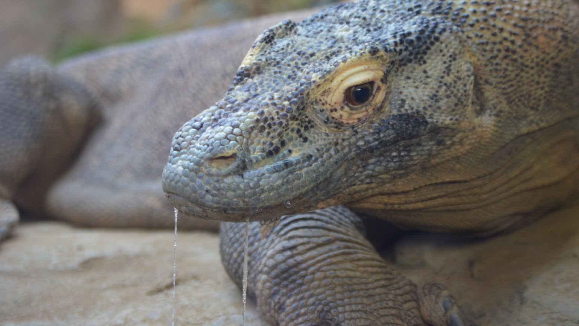 Varanus komodoensis, Satu