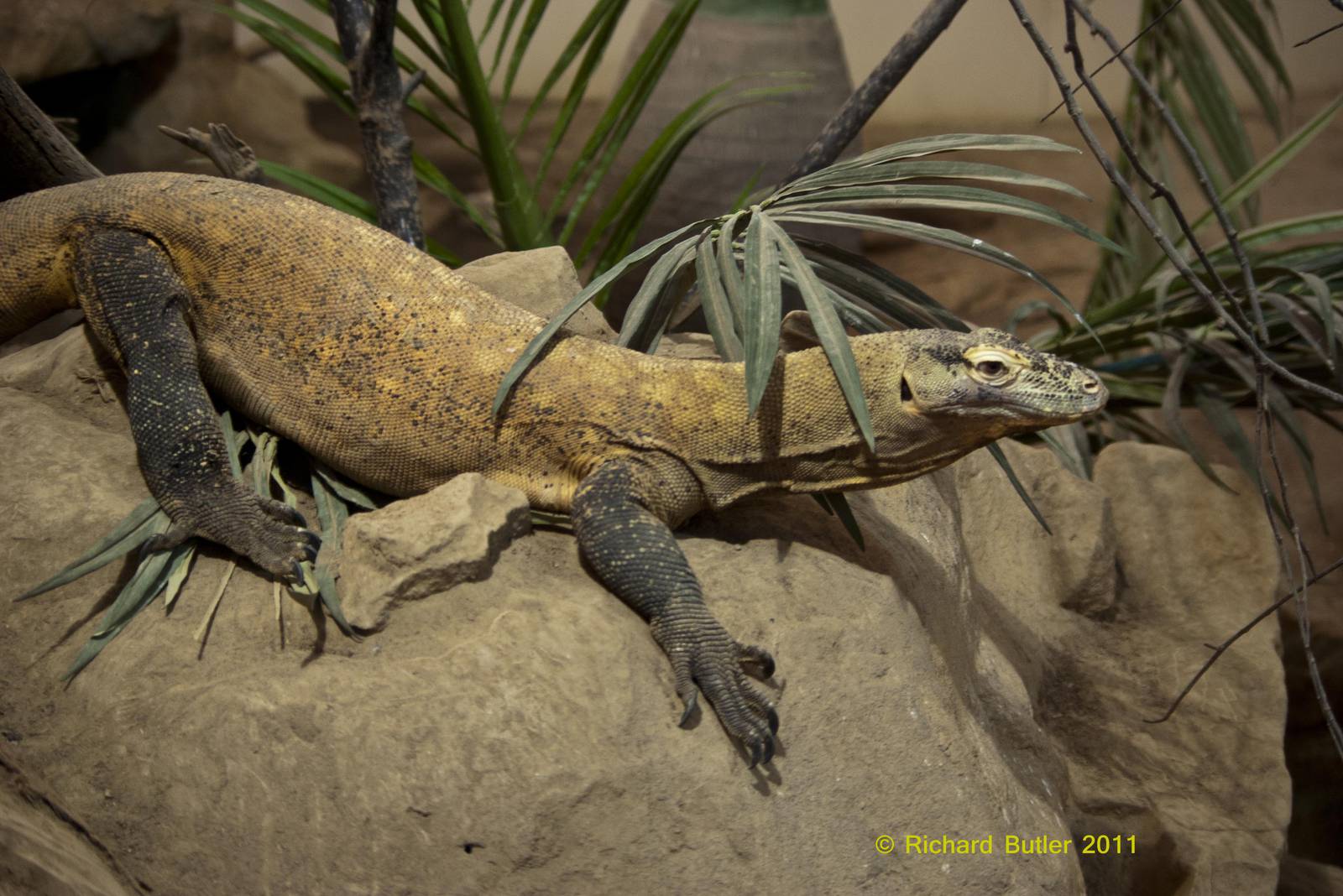Varanus komodoensis
