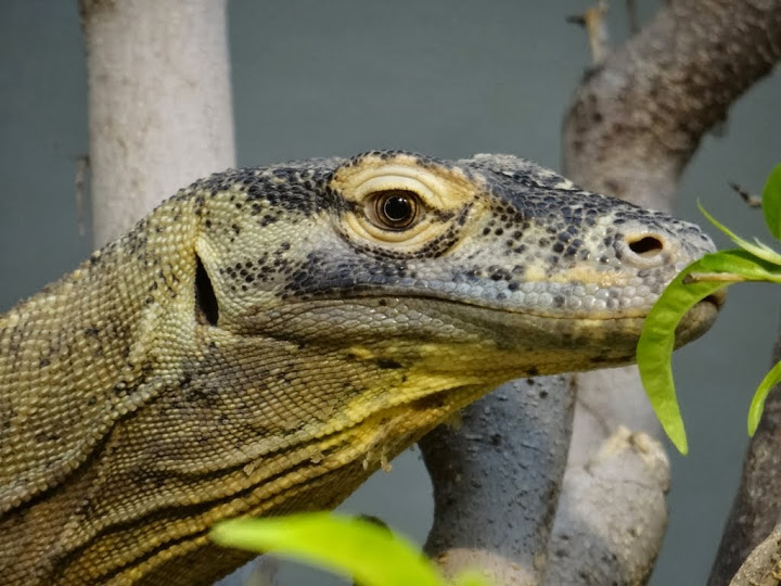 Varanus komodoensis