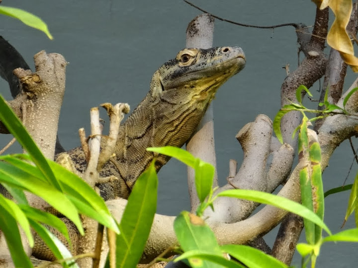 Varanus komodoensis