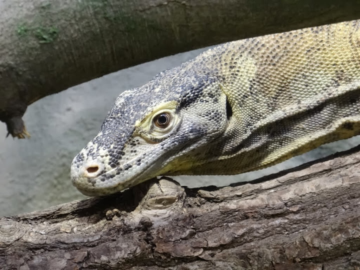 Varanus komodoensis