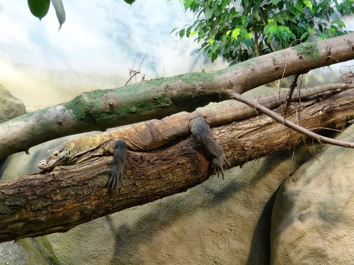Varanus komodoensis