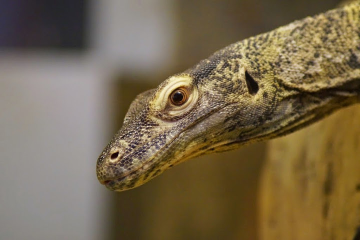 Varanus komodoensis