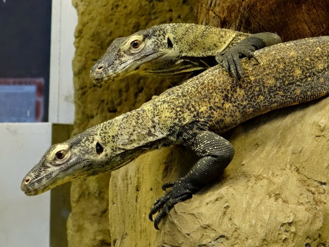 Varanus komodoensis