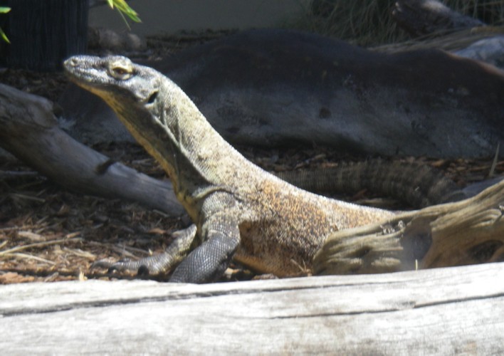 Varanus komodoensis
