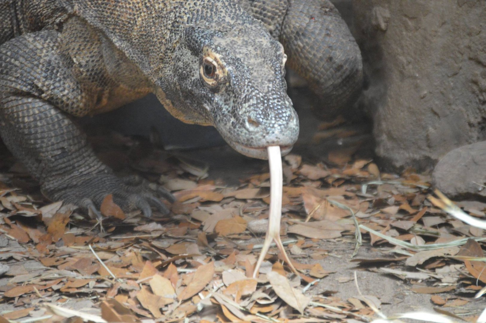 Varanus komodoensis