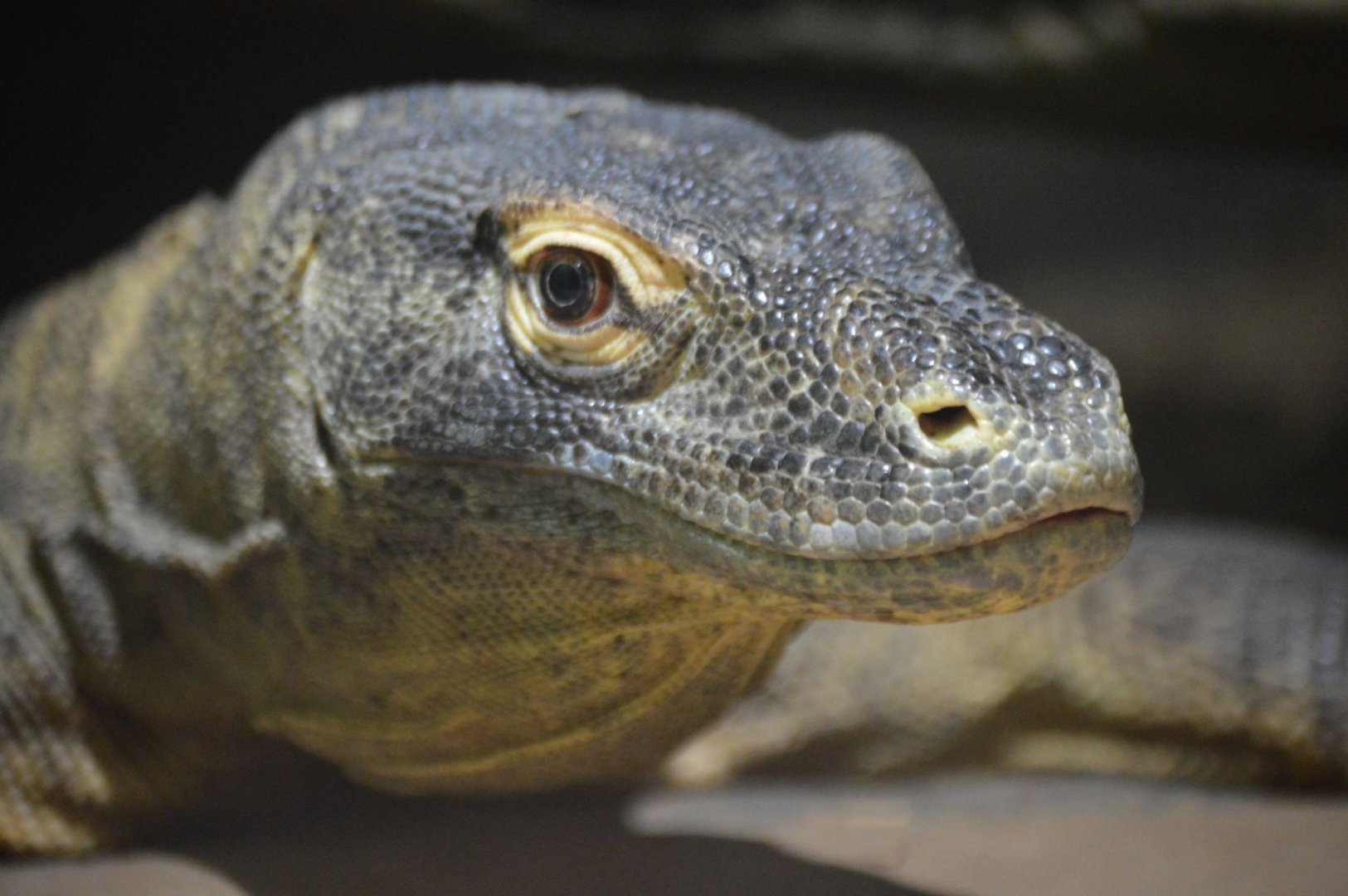Varanus komodoensis