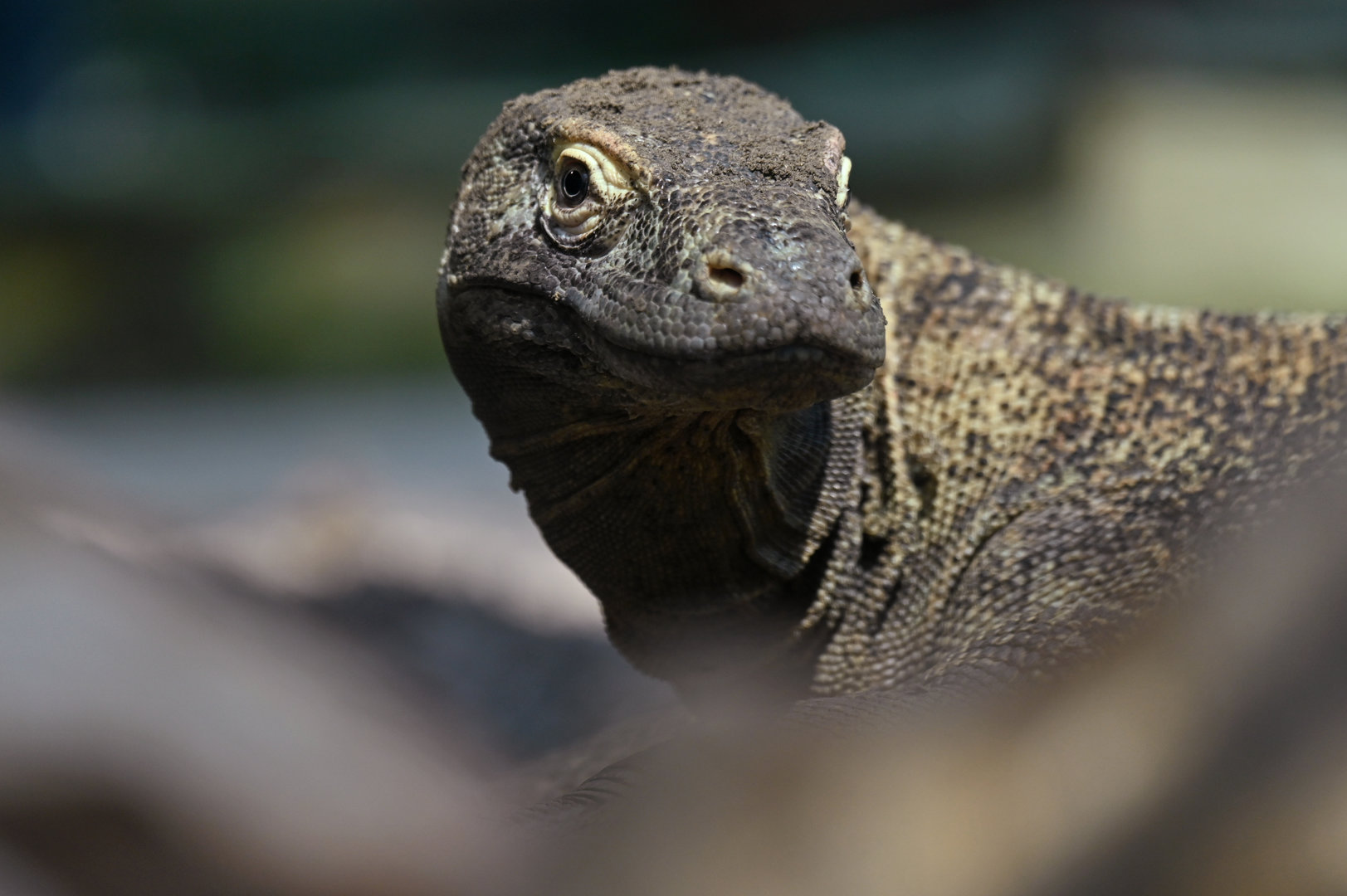 Varanus komodoensis