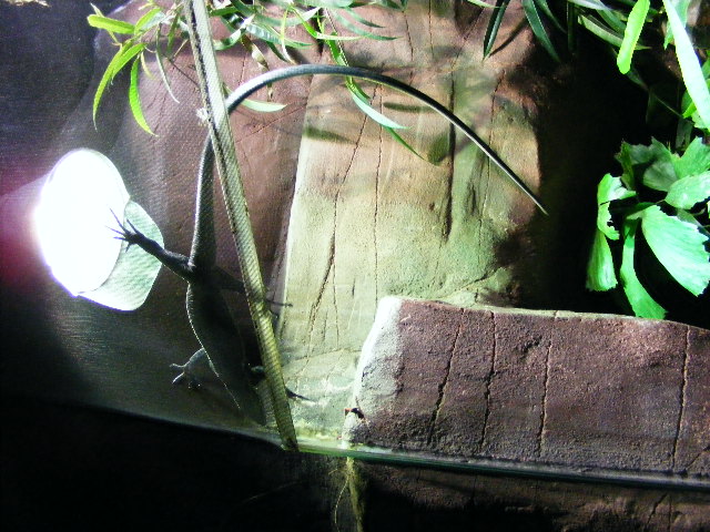 Varanus kordensis Akva tera