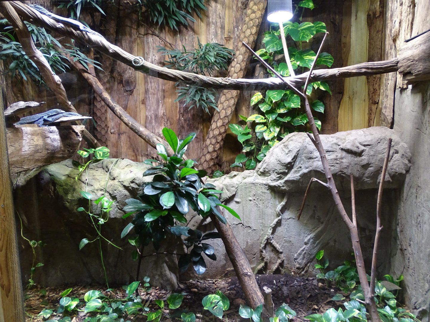 Varanus macraei terrarium