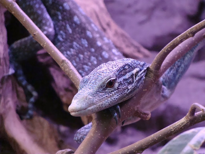 Varanus macraei