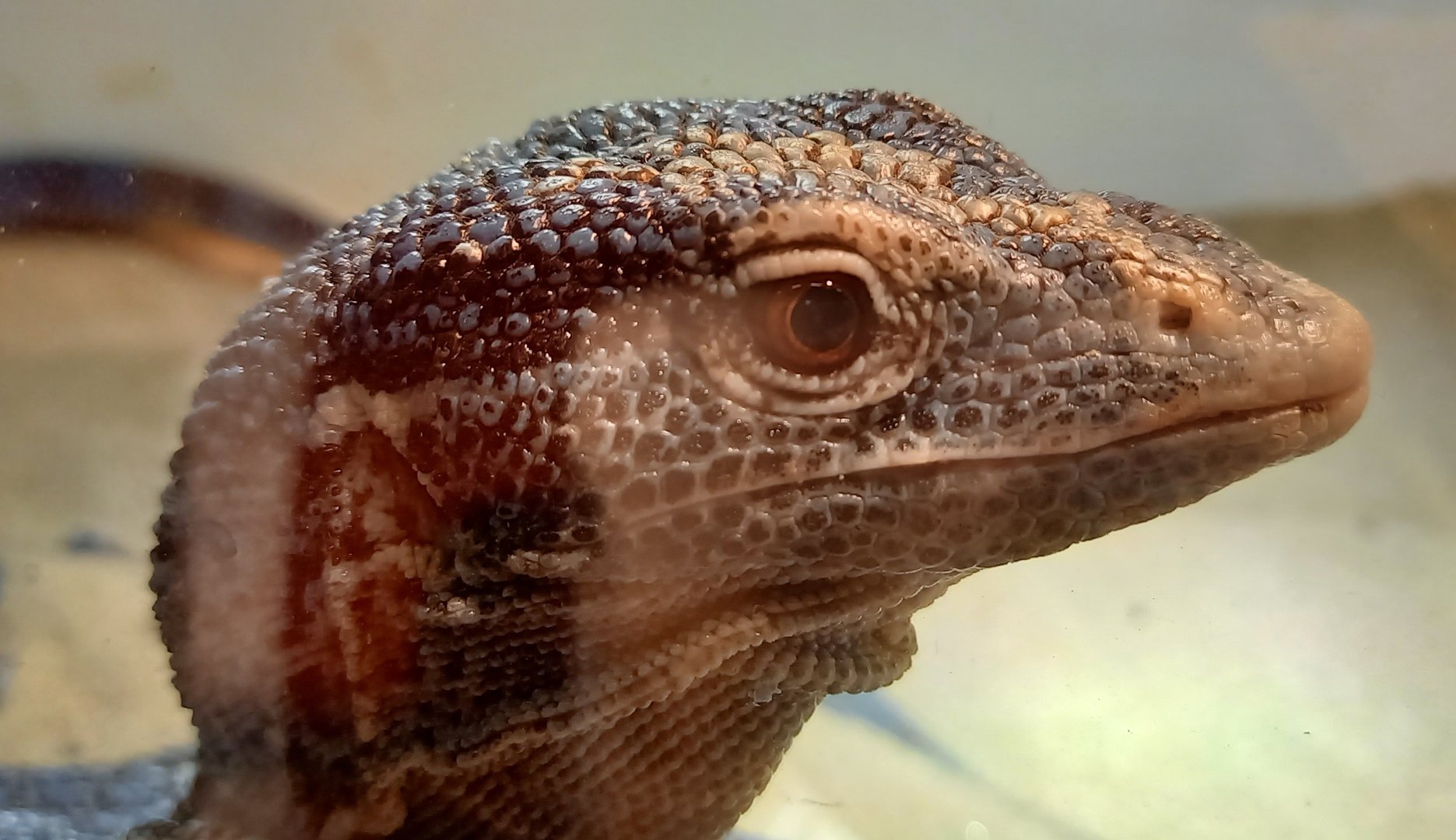Varanus macraei