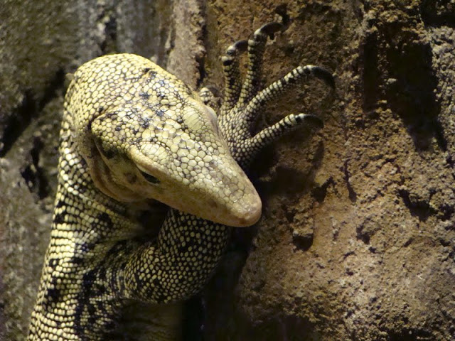 Varanus melinus