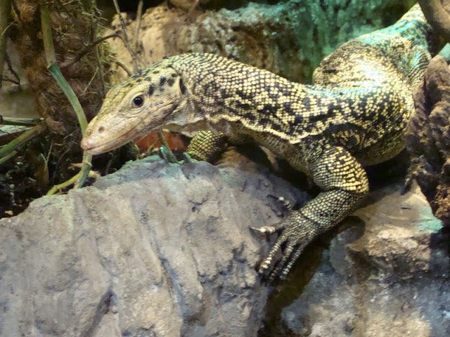 Varanus melinus