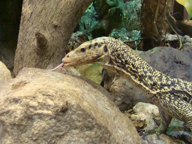 Varanus melinus