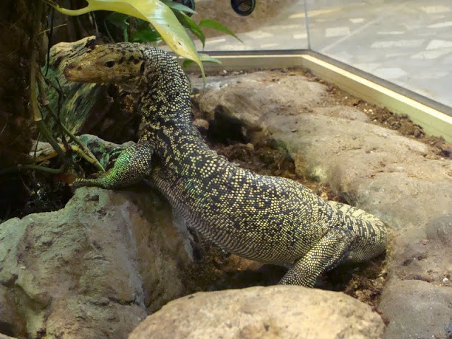 Varanus melinus