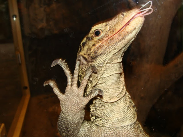 Varanus melinus