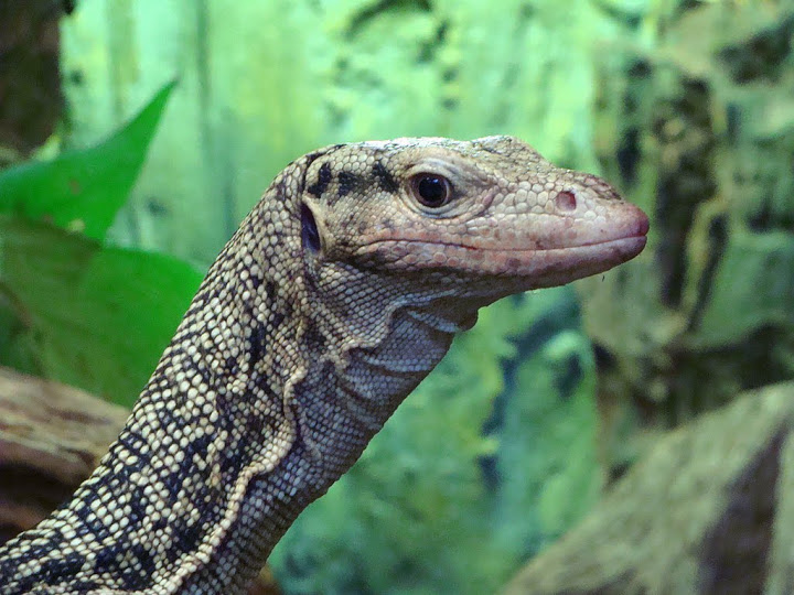 Varanus melinus