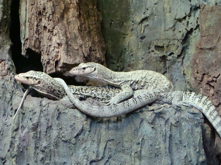 Varanus melinus