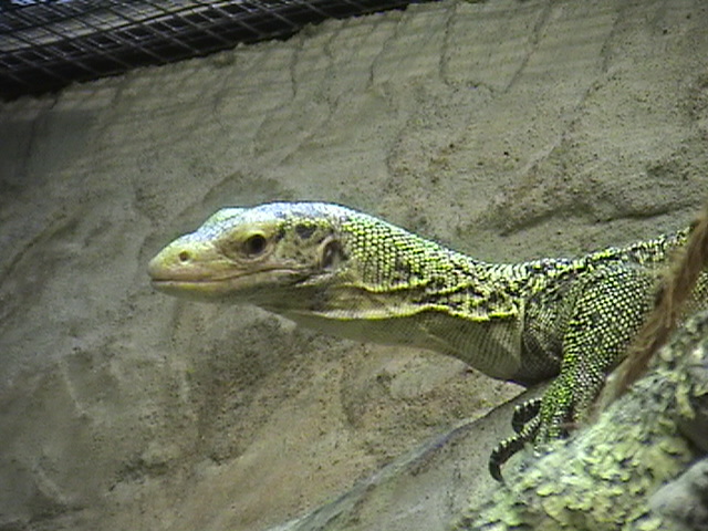 Varanus melinus