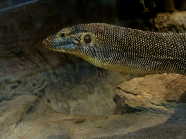 Varanus merlensi