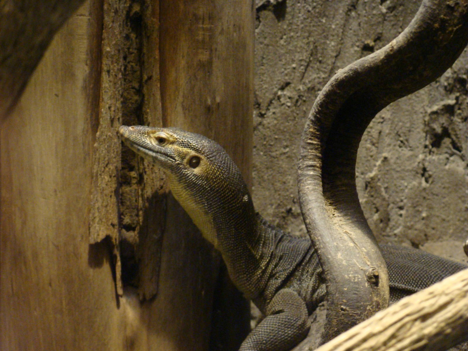 Varanus mertensi