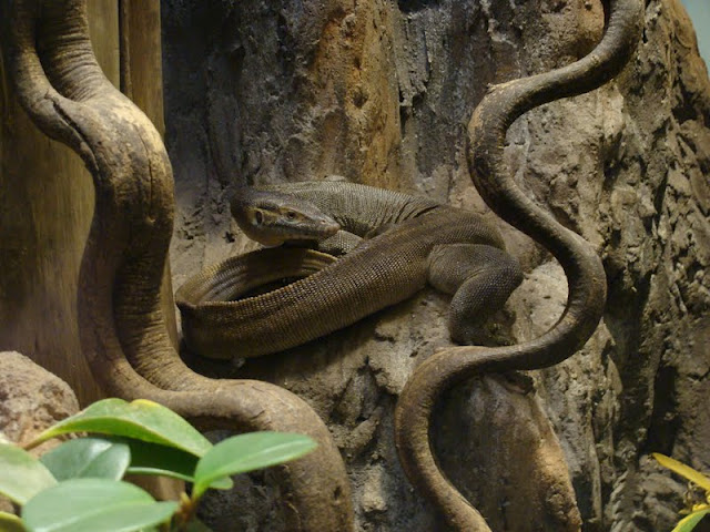 Varanus mertensi