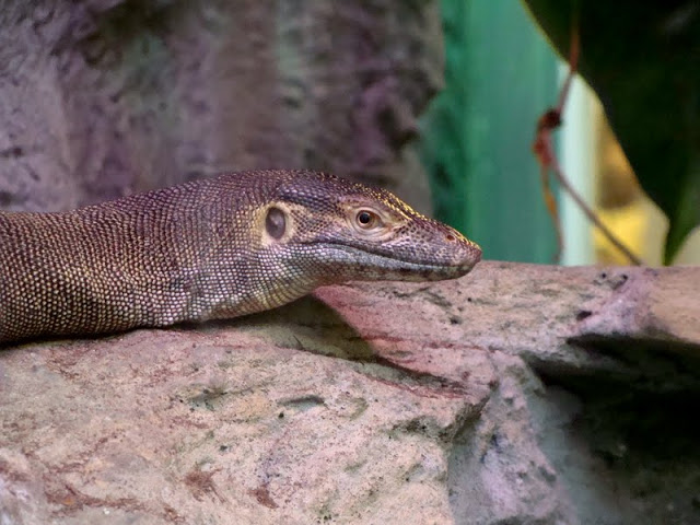 Varanus mertensi
