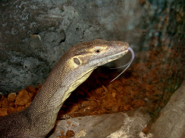 Varanus mertensi
