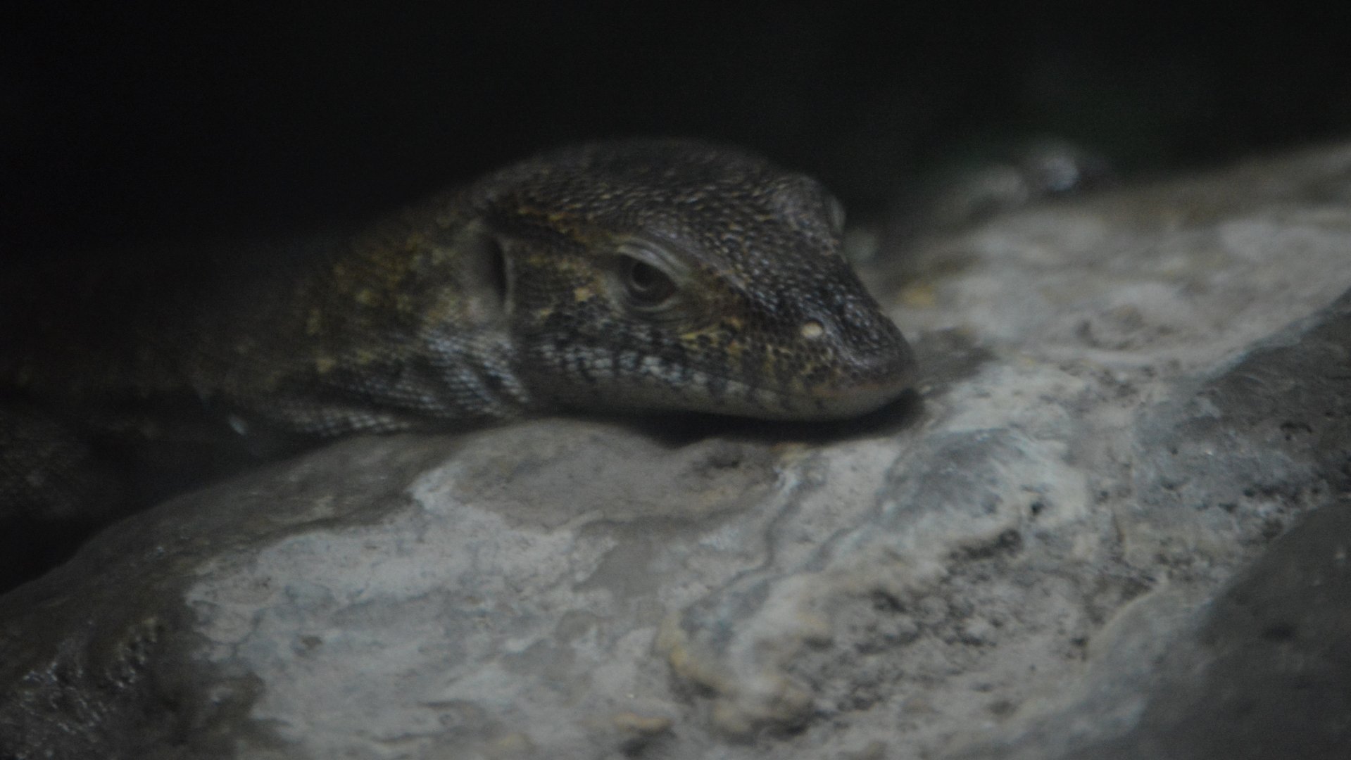 Varanus mertensi