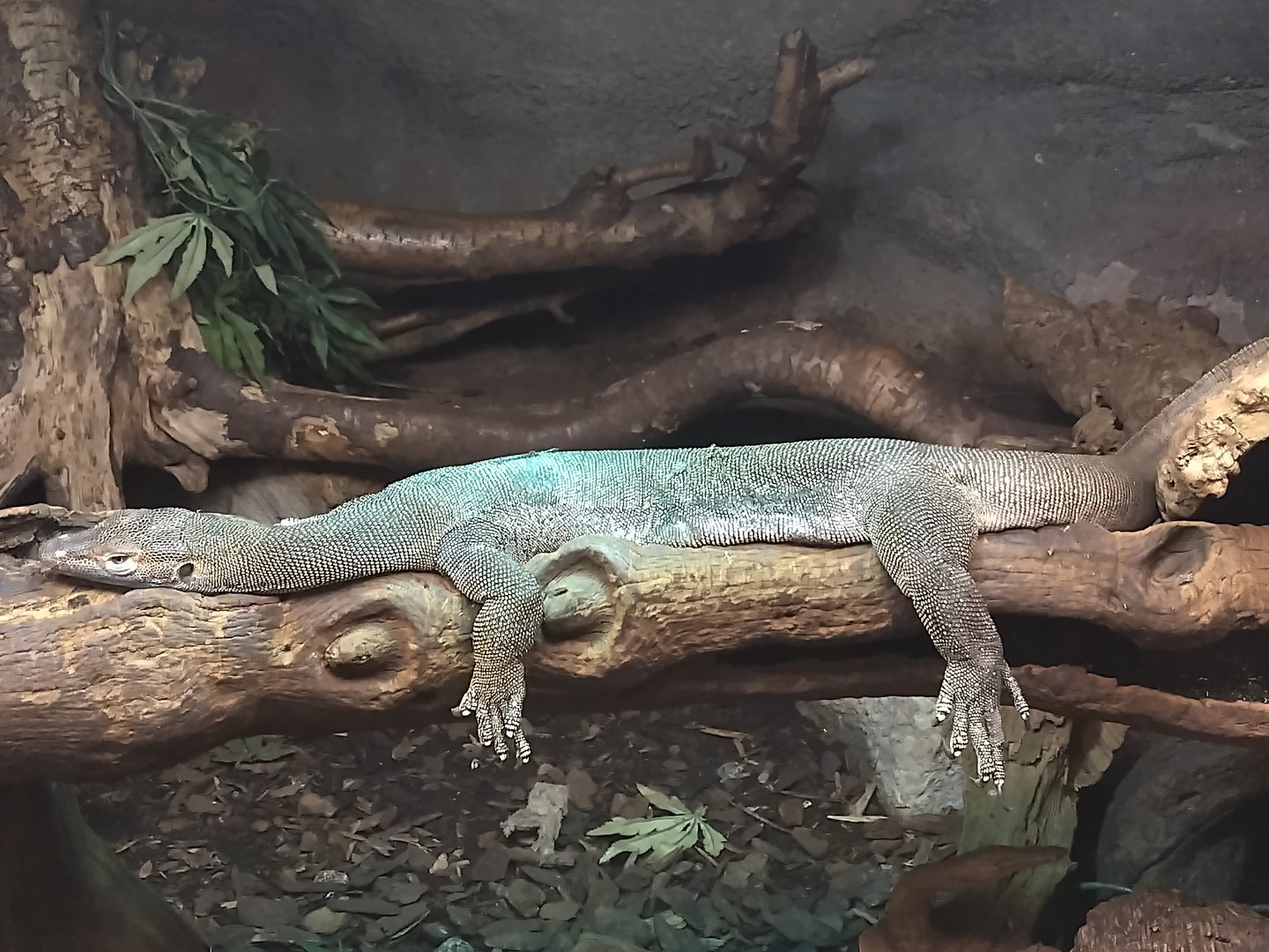 Varanus mertensi