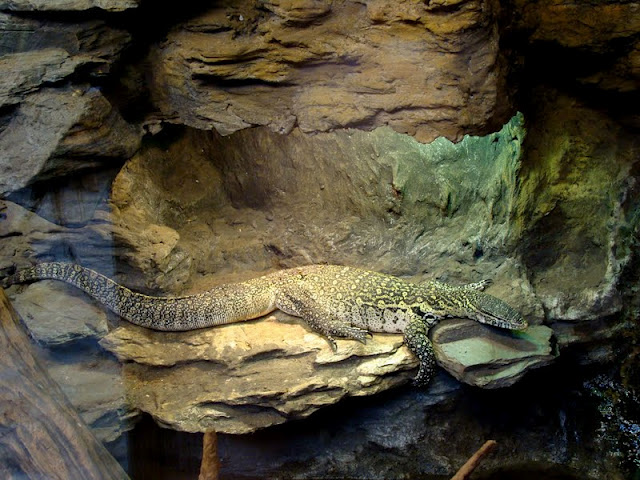 Varanus niloticus