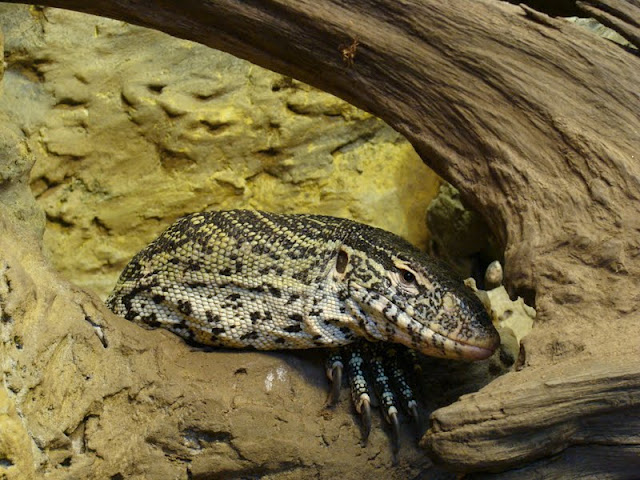 Varanus niloticus