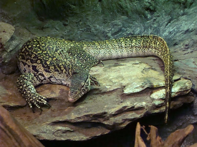 Varanus niloticus