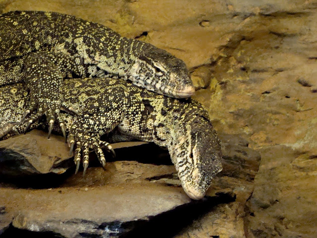 Varanus niloticus -