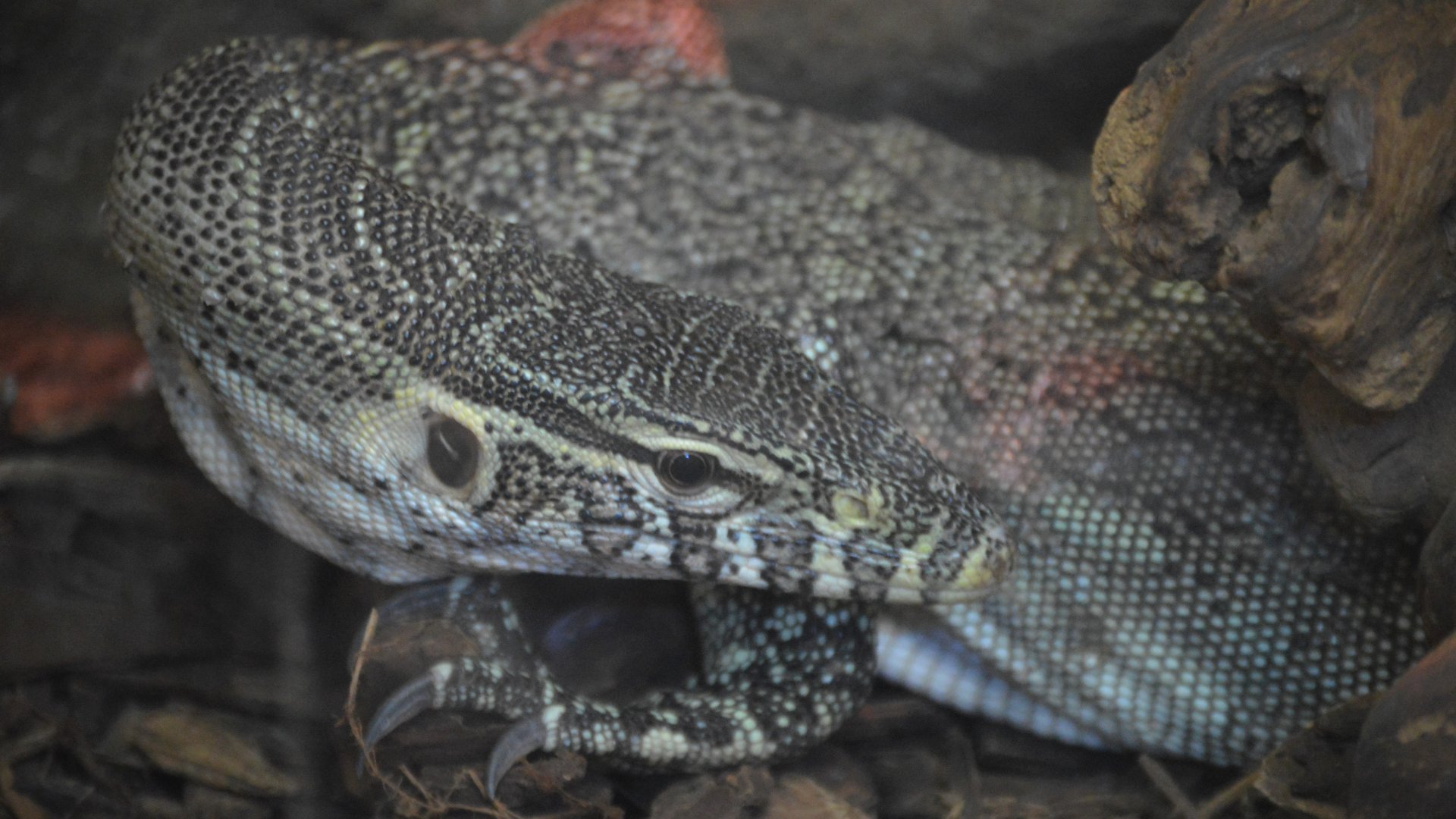 Varanus niloticus