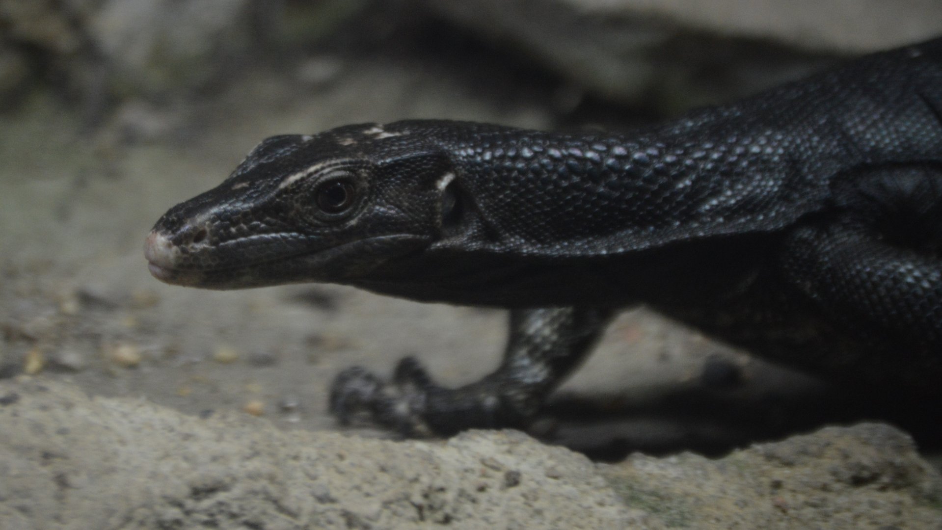 Varanus nuchalis