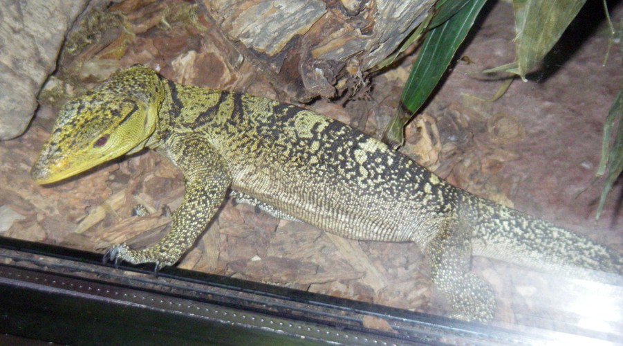 Varanus olivaceus