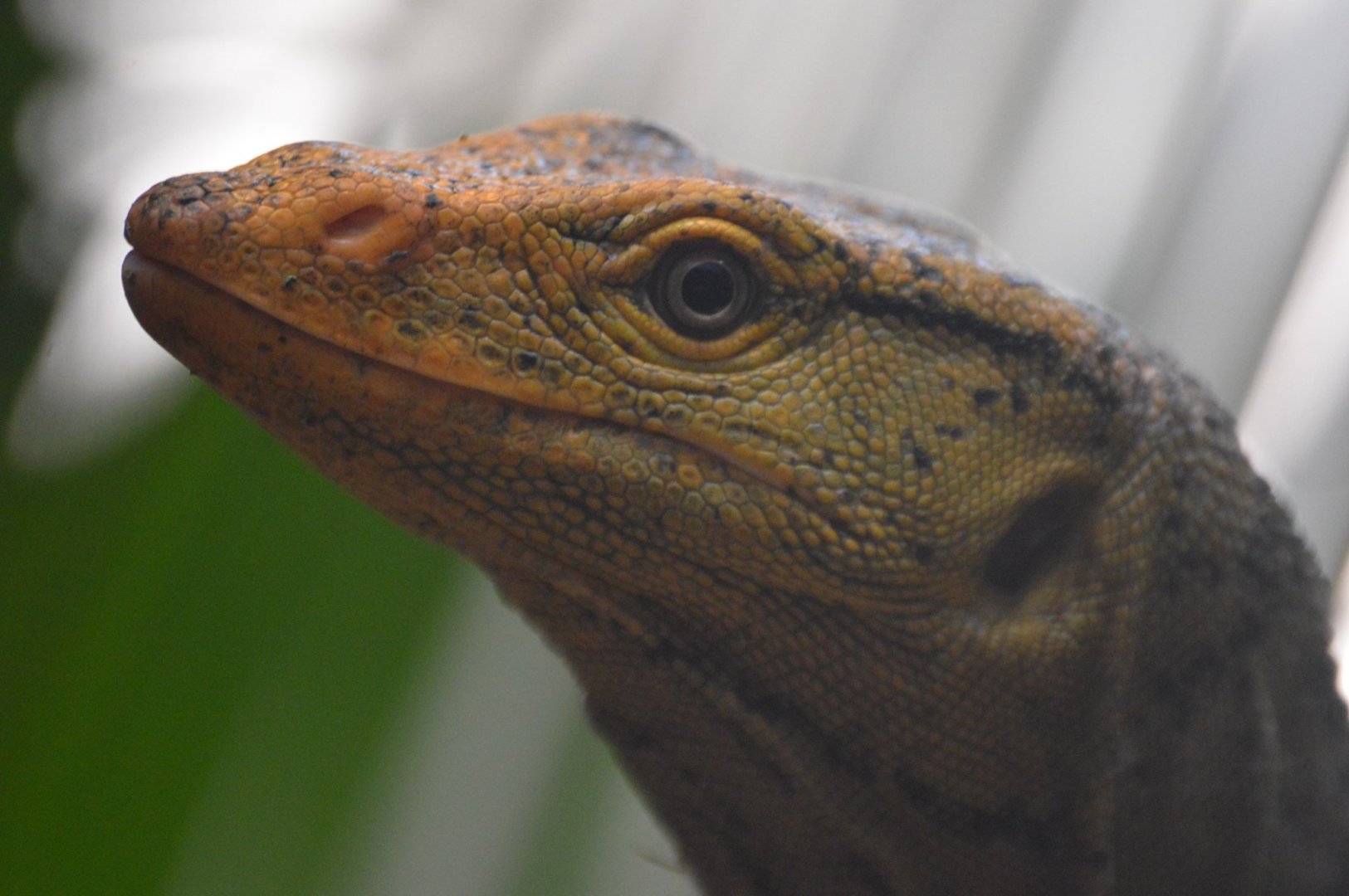 Varanus olivaceus