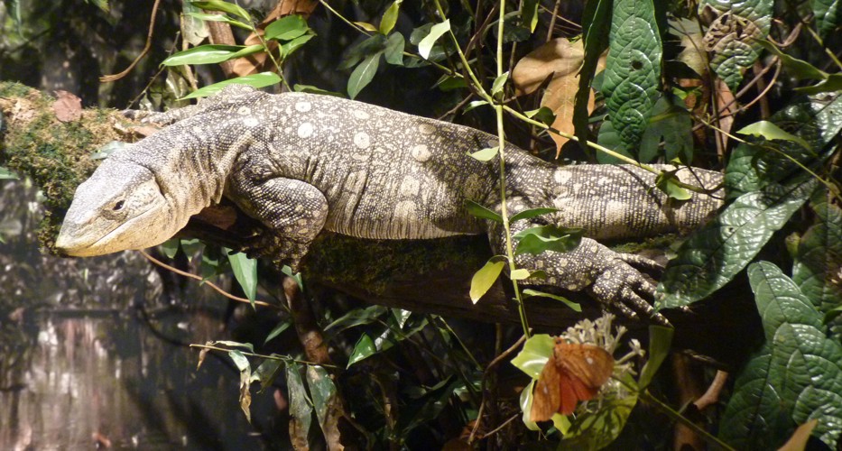 Varanus ornatus (preserved)