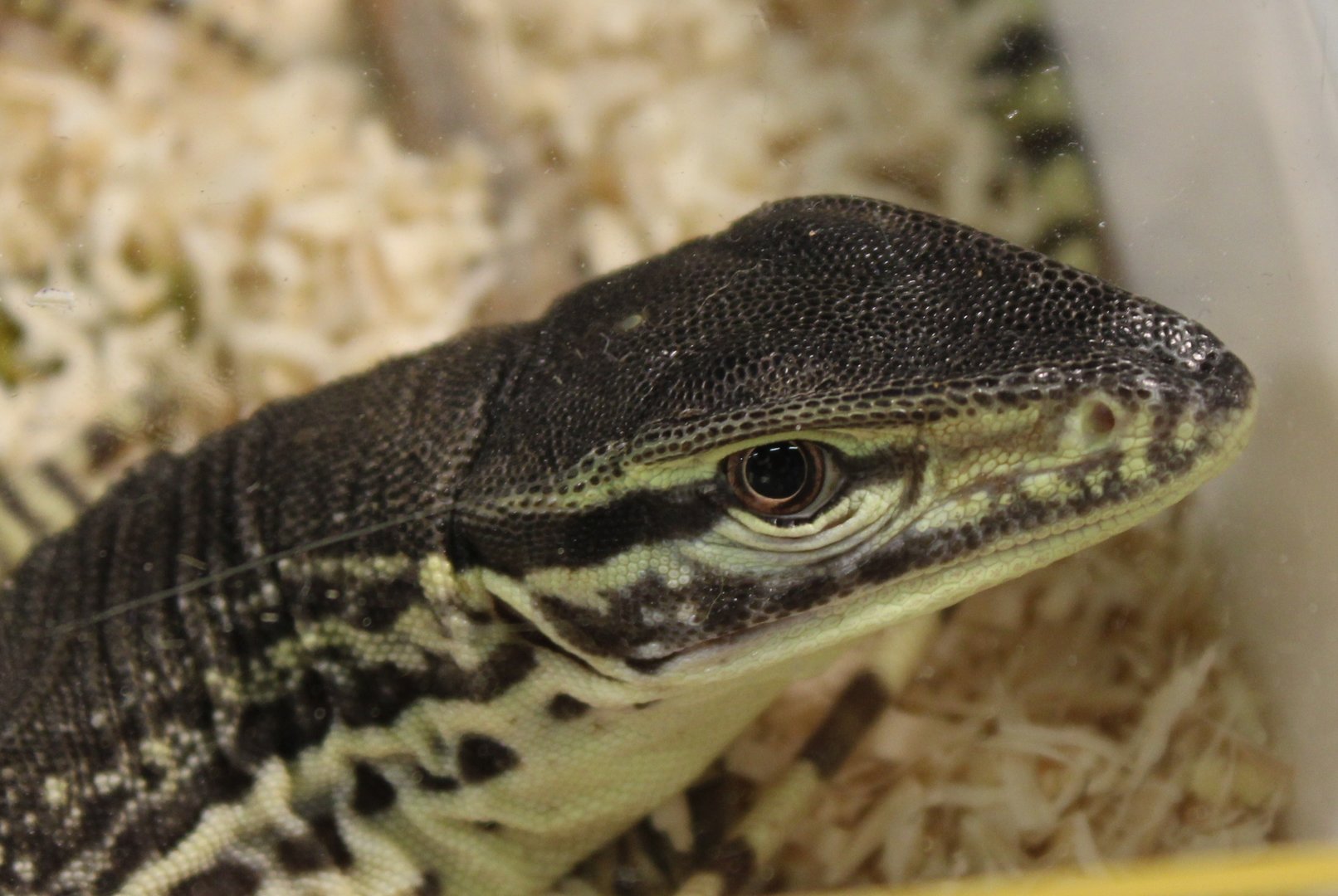 Varanus panoptes horni