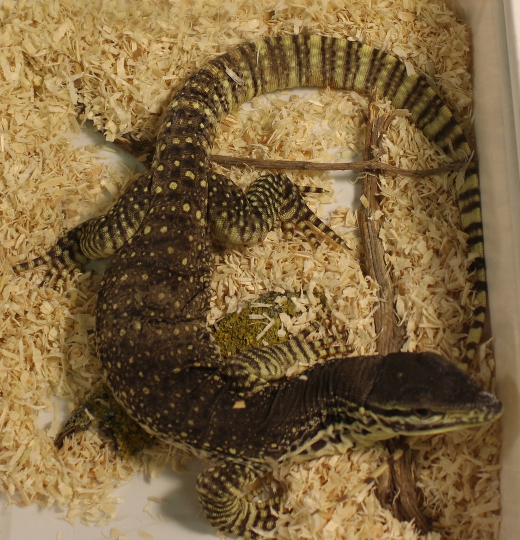 Varanus panoptes horni