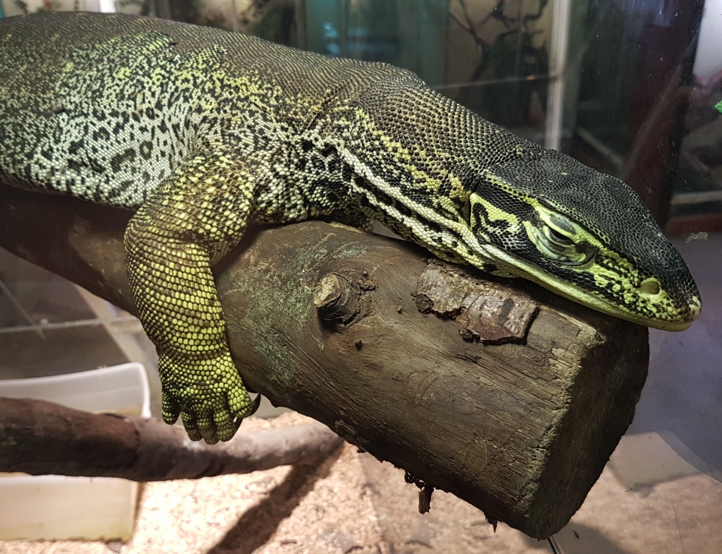 Varanus panoptes