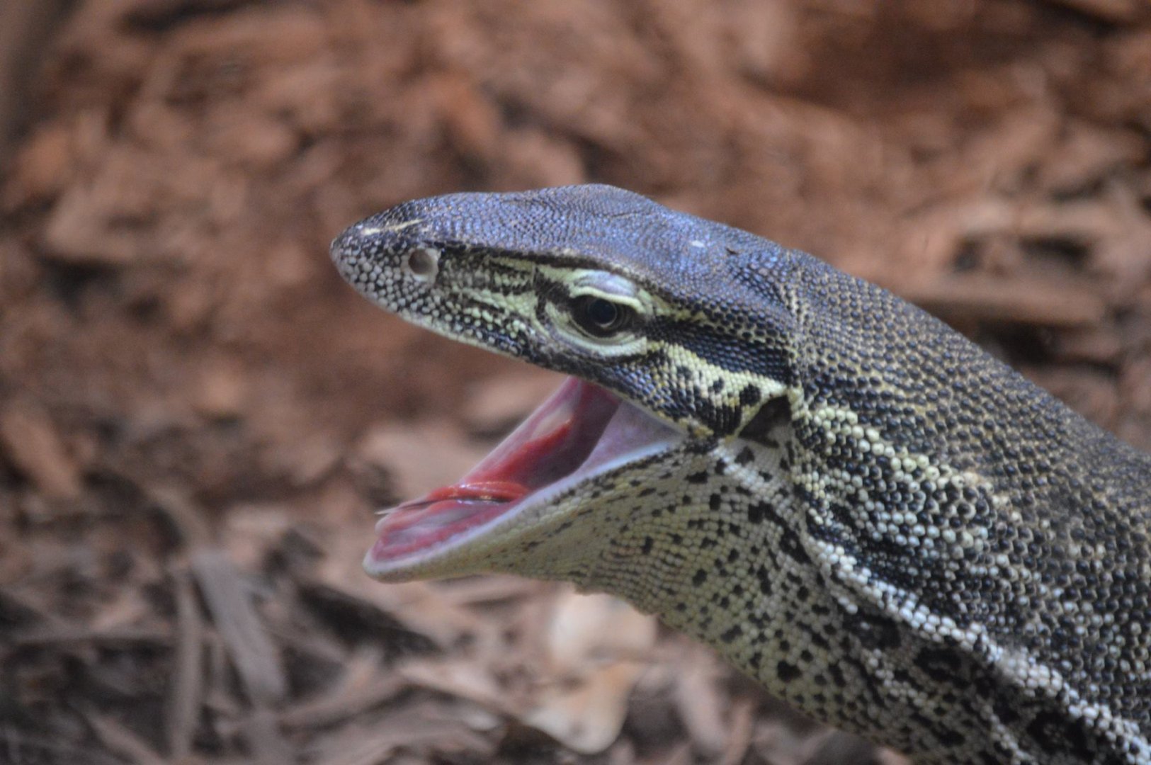 Varanus panoptes
