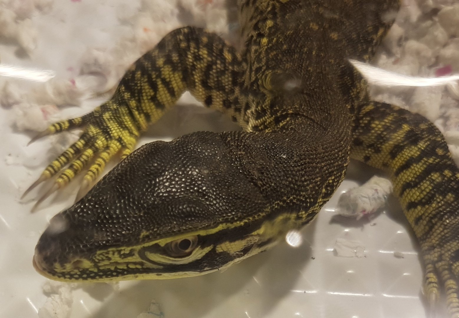 Varanus panoptes