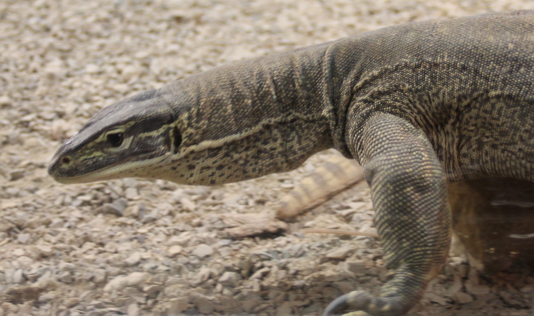 Varanus panoptes